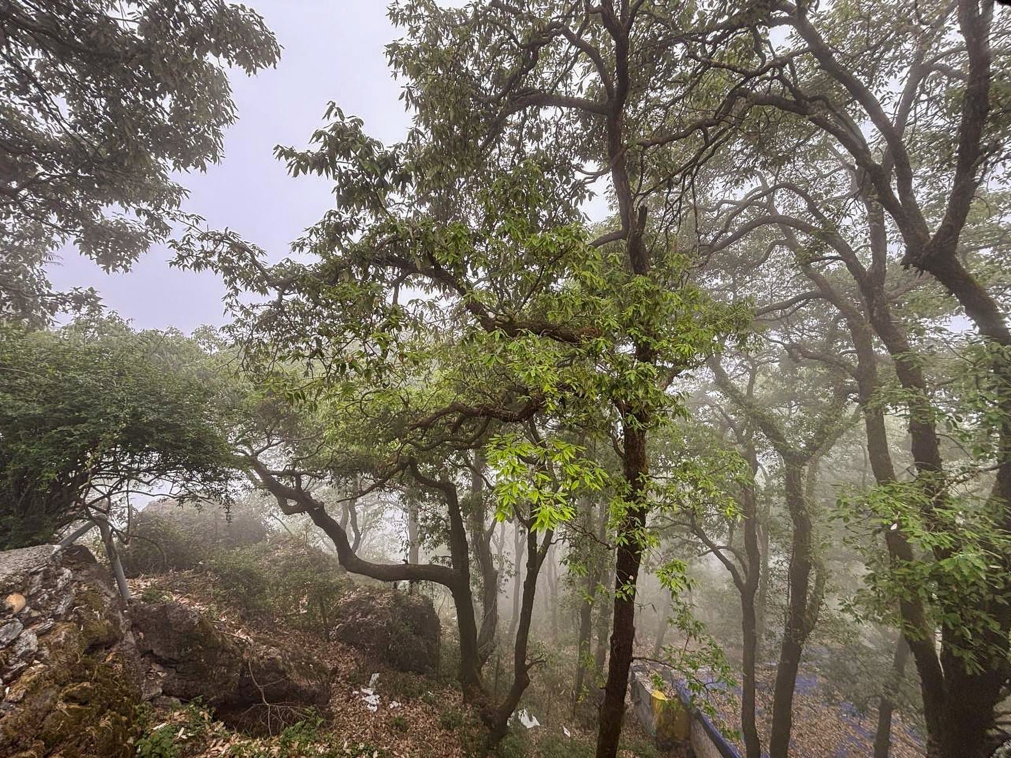 Oak forest below Shail Shikhar in monsoon mist